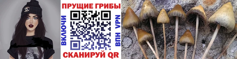 Псилоцибиновые грибы Psilocybe Октябрьский